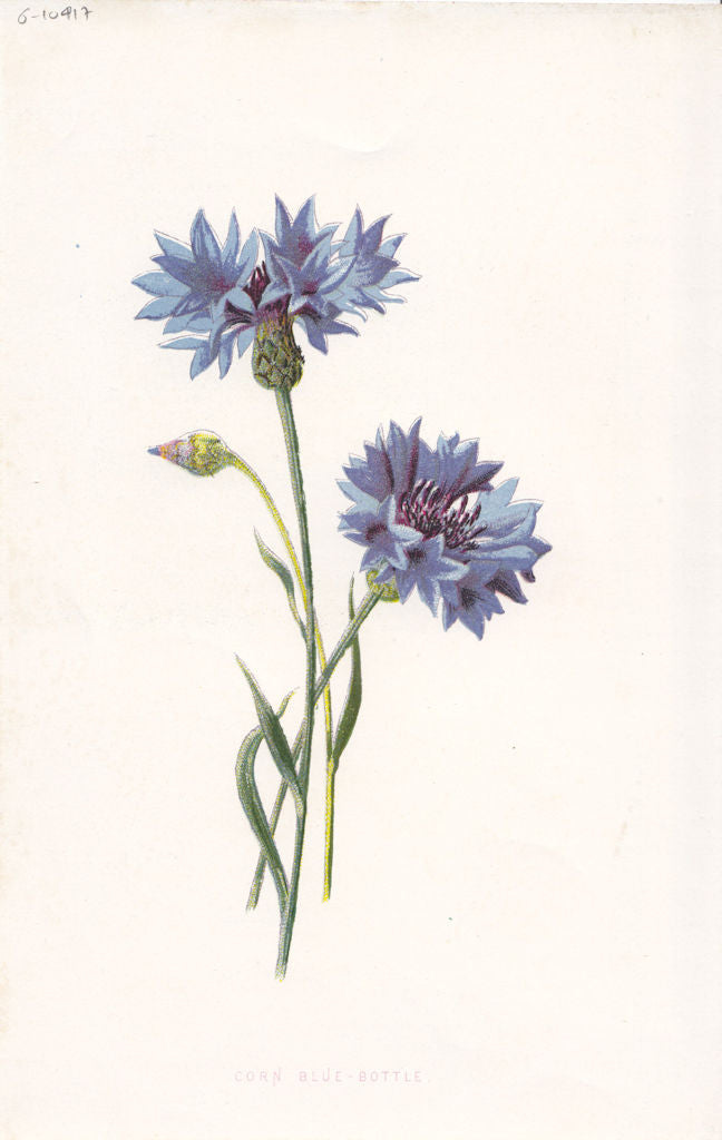 FLOWERS. Corn Blue-Bottle c1895 old antique vintage print picture